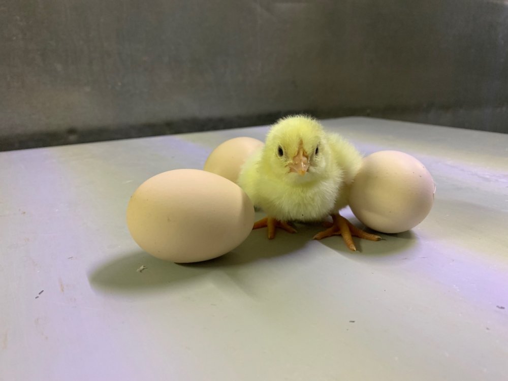 Купить инкубационное яйцо в свердловской области. Птицефабрика Москва яйца инкубационное.
